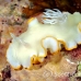 nudibranch_elegant_mid_h_0705_png1379.jpg